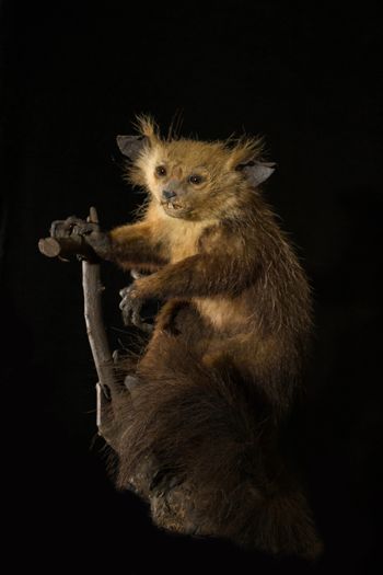 Media type: image;   Mammalogy 14647